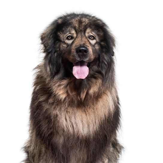 Chien Sarplaninac haletant et regardant la caméra sur fond blanc