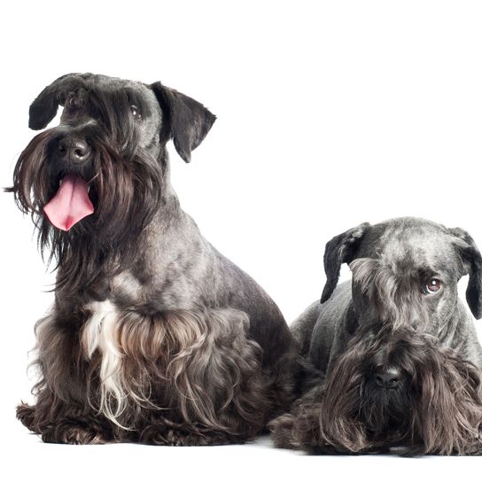 Deux chiens de la race Terrier tchèque