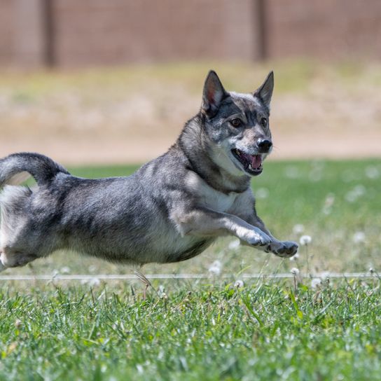 Chien de vallon suédois lors d'un coursing rapide pour chats