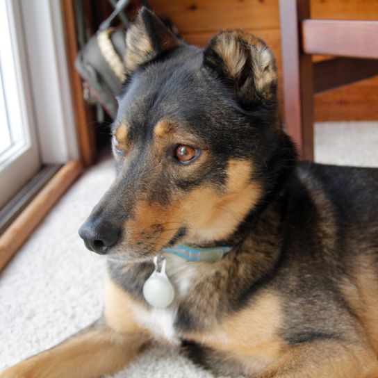 Le croisé rottweiller-husky sauvé est assis à l'intérieur et attend