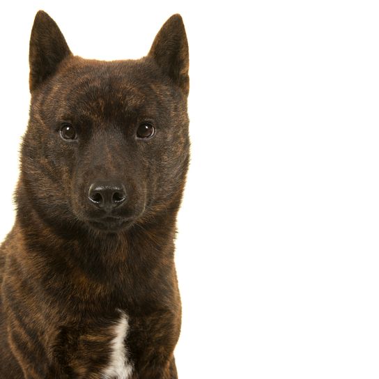 Portrait d'un chien mâle Kai Ken, la race nationale japonaise, qui regarde la caméra, isolé sur un fond blanc