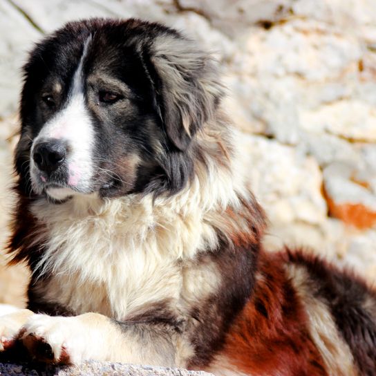 Sharplaninec - chien de mouton macédonien