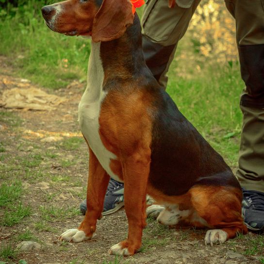 Chien serbe tricolore. Chien de chasse mâle.