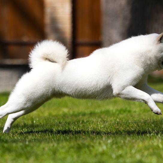 Le chien d'Hokkaido court vite