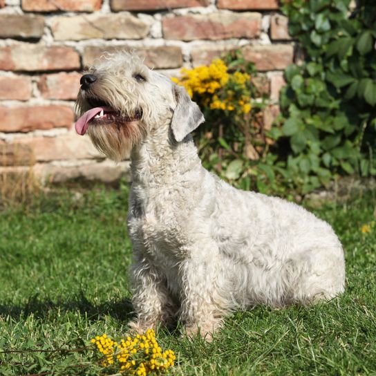 Étonnant terrier tchèque assis sur l'herbe