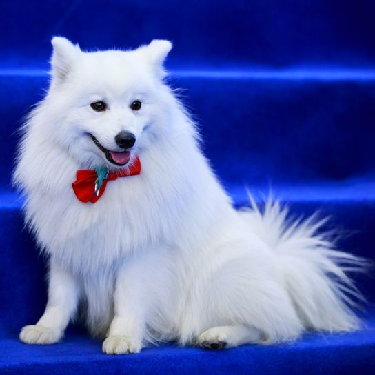 Chien italien Volpino assis sur les marches bleues