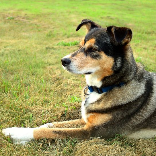 Alert Berger Allemand Mix Chien Un jeune chien de berger allemand, noir et marron clair, mélange de border collie, est couché dehors dans l'herbe, les oreilles dressées.
