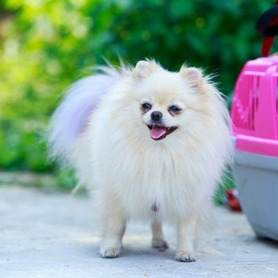 Chien de race Spitz miniature sur un fond de sac de transport