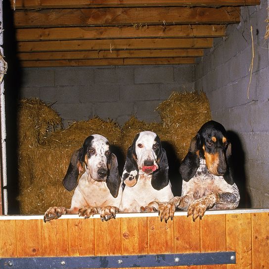 PETIT CHIEN GASCON SAINTONGEOIS, TROIS ADULTES DANS UN BOX POUR CHEVAUX