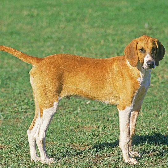 CHIEN POITEVIN, MÂLE, DEBOUT DANS L'HERBE