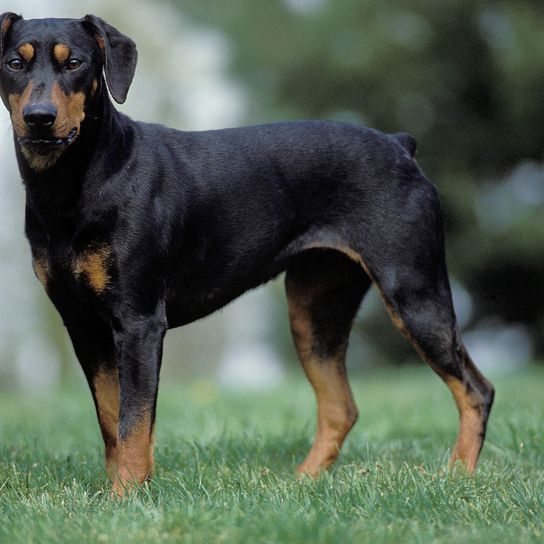 Pinscher allemand debout sur la pelouse Pinscher allemand debout sur la pelouse