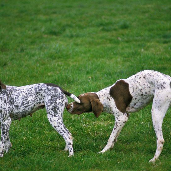 Pointer français des Pyrénées, mâle qui sent une femelle en chaleur