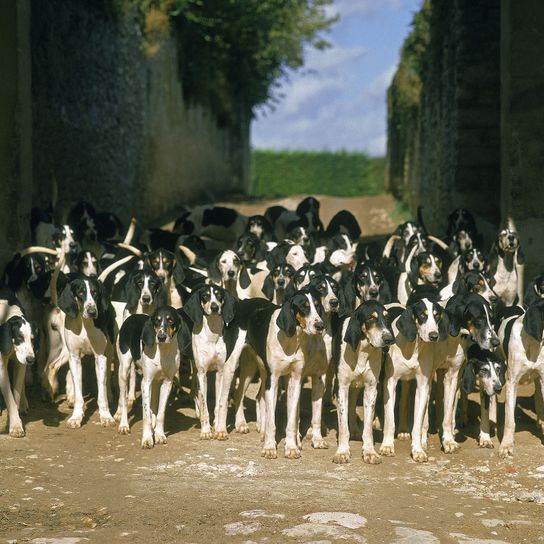 Grand chien de chasse anglo-français blanc et noir, meute pour la chasse au renard