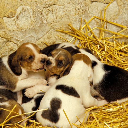 Chien Artois Hound, chiot debout sur la paille Chien Artois Hound, chiot debout sur la paille