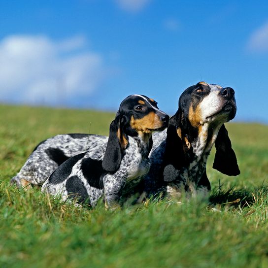 Chien Gascon Blue Basset ou Basset Bleu de Gascogne, mère avec chiot debout sur l'herbe