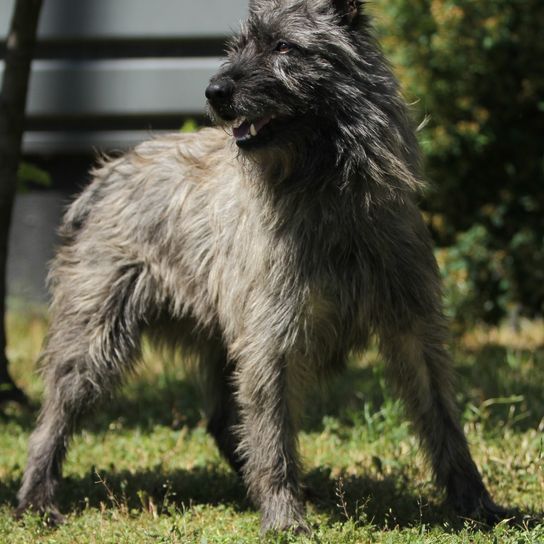 Bouvier des Ardennes en position de spectacle