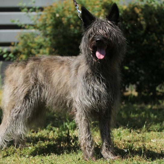 Bouvier des Ardennes en position de spectacle