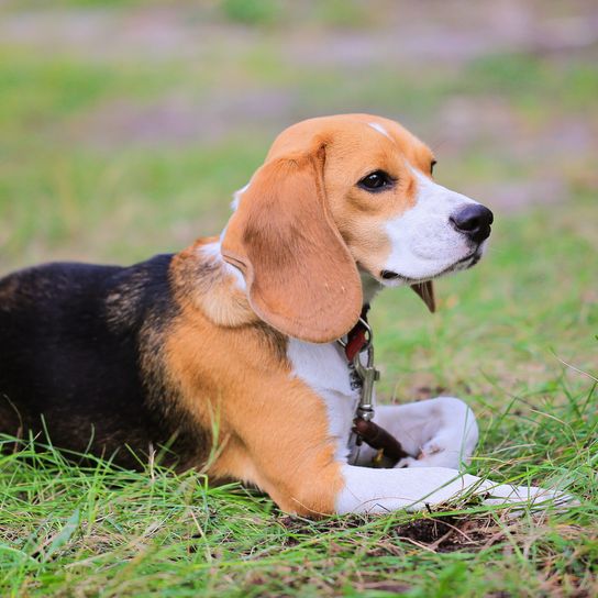 Chien Beagle Harrier dans la prairie