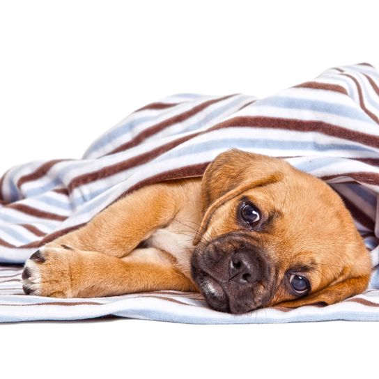 Adorable chiot Puggle Adorable chiot carlin isolé sur fond blanc