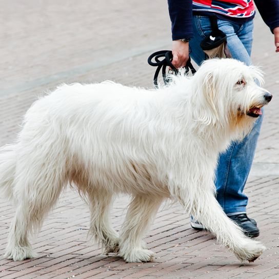 Ioujnorousskaïa Ovtcharka, chien de berger de la Russie du Sud.