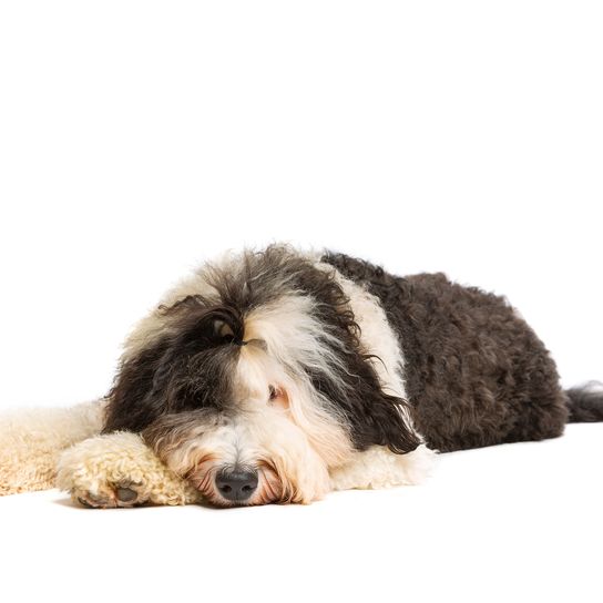 Chien caniche devant un fond blanc