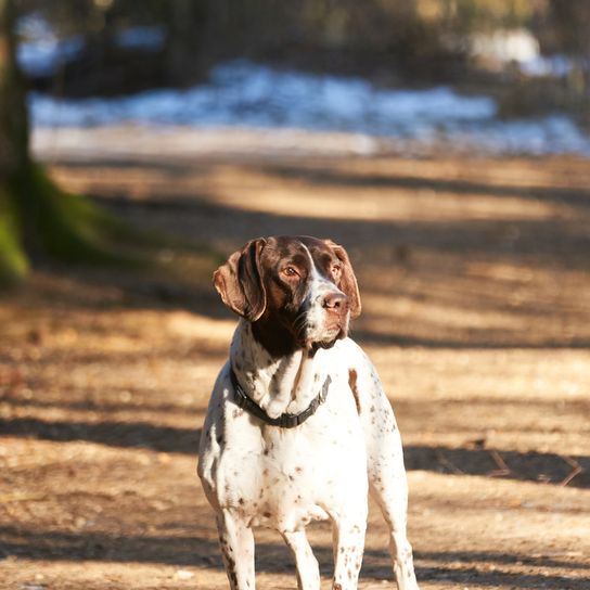 Vieux chien d'arrêt danois sur un chemin dans la forêt en hiver