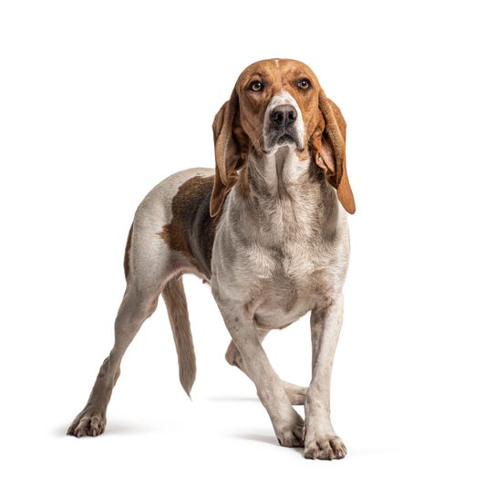 Chien d'Artois debout isolé sur blanc