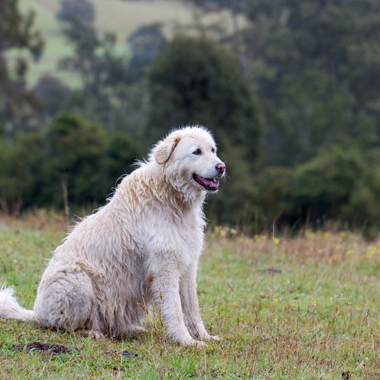 Chien de berger de la Maremme pose pour la photo