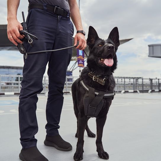 Gros plan sur un agent de sécurité masculin accompagné d'un chien élan noir norvégien qui patrouille dans l'enceinte de l'aéroport.