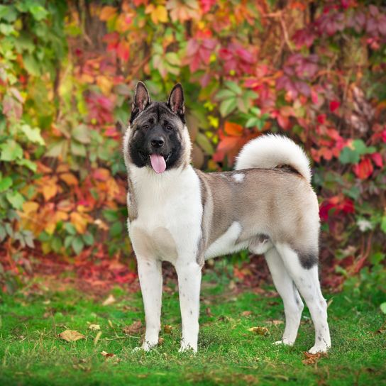 Chien américain Akita portrait en gros plan dans un parc en automne