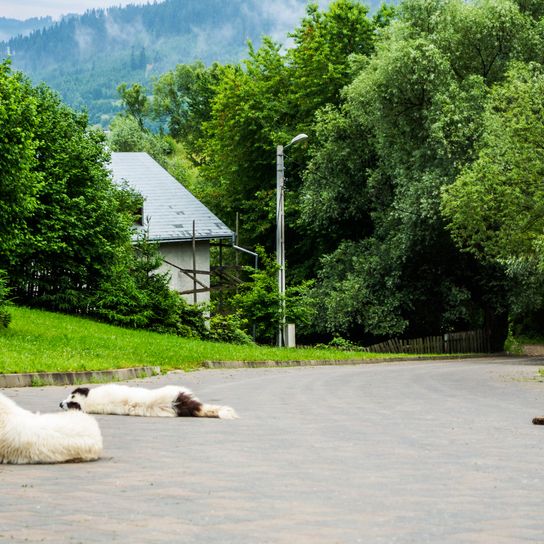 Les chiens de berger de la Bucovine. Grands chiens de berger de sécurité.