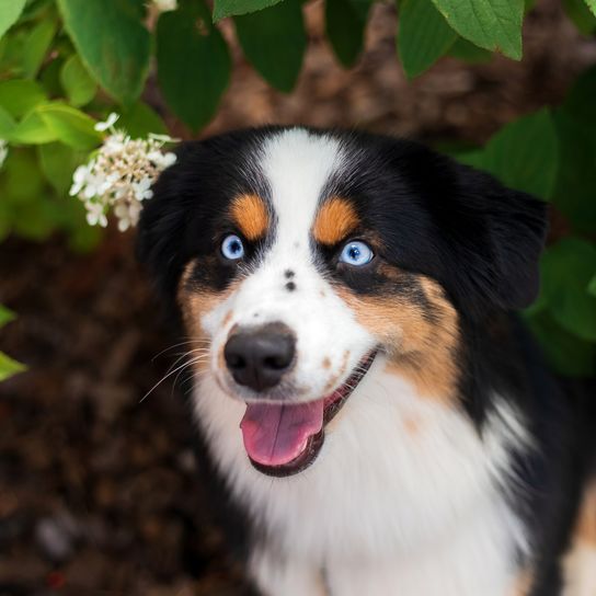 Portrait miniature du chien American Shepherd. Photo de chien. Chien aux yeux bleus. Animal de compagnie en promenade Portrait miniature du chien American Shepherd. Photo de chien. Chien aux yeux bleus. Animal de compagnie en promenade