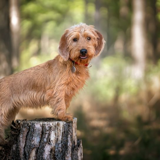 Basset Fauve de Bretagne, debout contre une souche d'arbre et regardant directement la caméra dans la forêt avec un visage heureux