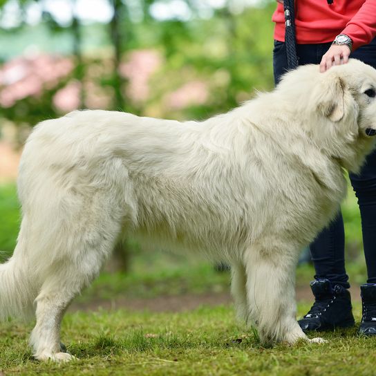 Portrait d'un gentil chien blanc - tchouvach slovaque