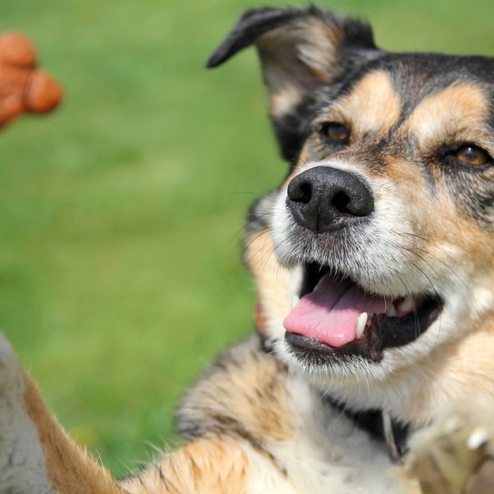 Berger allemand Mix chien mendiant une friandise Un adorable berger allemand Border Collie Mix chien saute dehors pour un biscuit pendant un entraînement aux friandises.