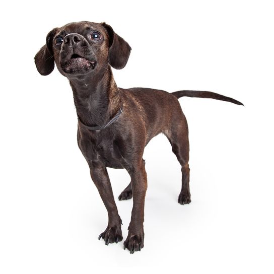 Adorable chien croisé beagle et chihuahua noir avec la gueule ouverte qui aboie, isolé sur un fond blanc