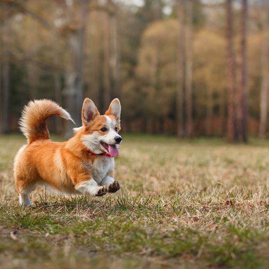 Race de chiens Welsh Corgi Pembroke en promenade dans le parc d'automne