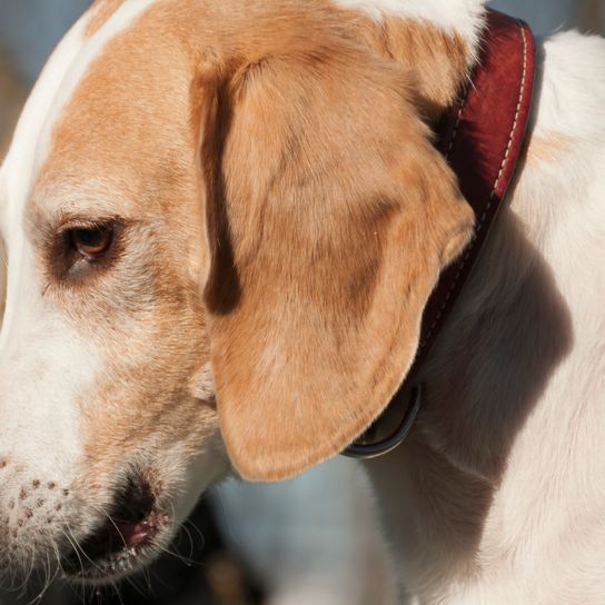 Profil d'un chiot beagle - gros plan