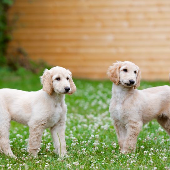 Chien, Mammifère, Vertébré, Canidé, Race canine, Carnivore, Chien de compagnie, Groupe sportif, Herbe, Race rare (chien), Chiens blancs d'origine afghane debout sur une prairie fleurie