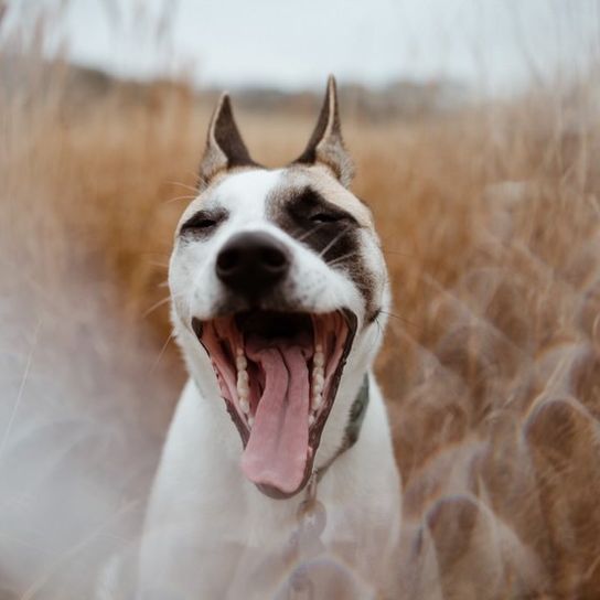 Hund,Lächeln,Zahn,Fleischfresser,Hunderasse,Kiefer,Fang,Glücklich,Schnurrhaare,Halsband,