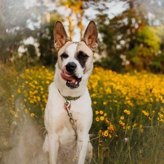 Blume, Hund, Pflanze, Hunderasse, Natur, Fleischfresser, glücklich, Sonnenlicht, Halsband, Gras,