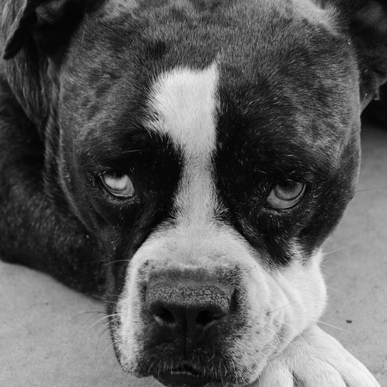 description de la race bulldog bleu alapaha, caractère, tempérament, bulldog brun blanc d'Amérique, chien de race américaine, chien de race inconnue, grand chien des États-Unis, race bulldog