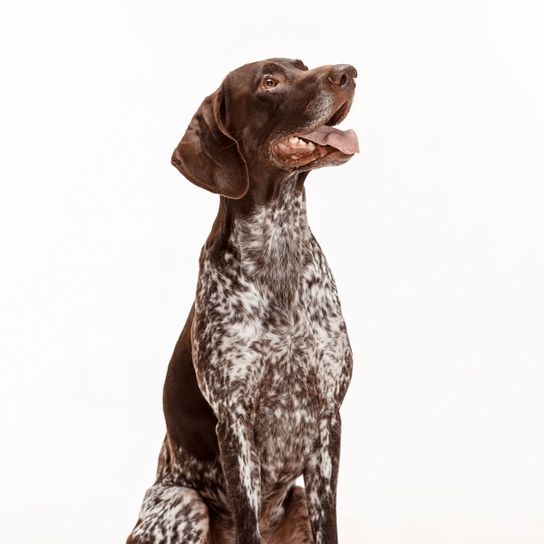 chien, vertébré, canidé, mammifère, chien d'arrêt allemand à poil court, race de chien, carnivore, chien d'arrêt allemand à poil court tacheté assis sur fond blanc