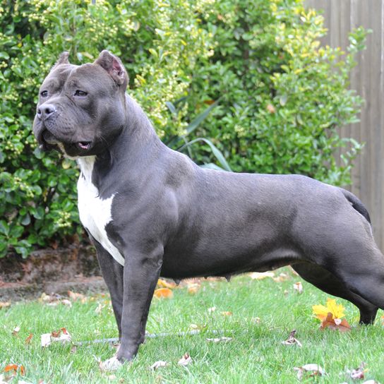 chien, mammifère, vertébré, race de chien, Canidae, bulldog américain, American bully, carnivore, museau, groupe non sportif, chien noir debout dans un jardin devant une clôture