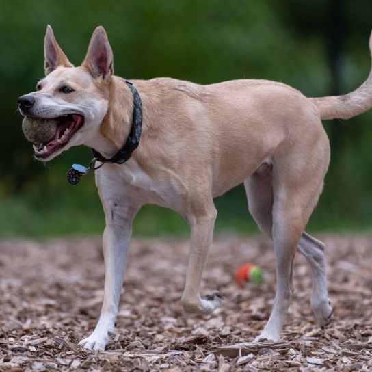 Dingo américain dans la forêt Chien de la Caroline, Dingo américain, chien brun de taille moyenne aux oreilles dressées, Dingo d'Amérique, Chien de race américaine, Chien non reconnu d'Amérique, Chien des États-Unis, Chien des habitants, Chien autochtone, Chien reproducteur, Chien libre, Description de la race
