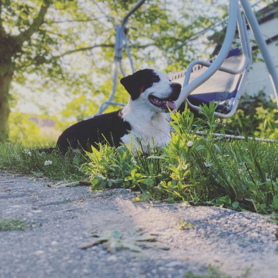 Pflanze,Hund,Baum,Hunderasse,Fleischfresser,Rehkitz,Begleithund,Gras,Hundehalsband,Schwanz,