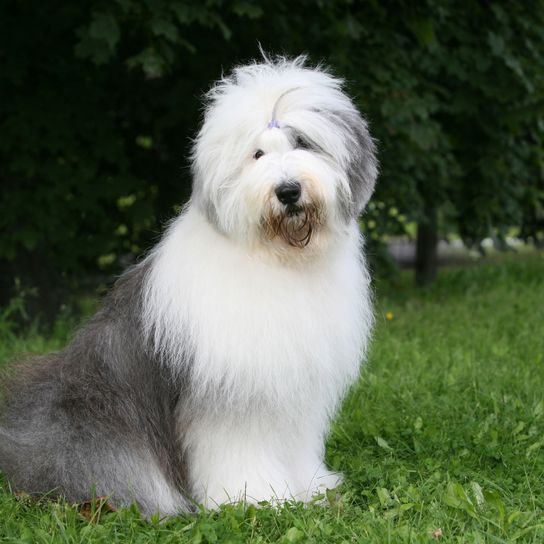 Chien, mammifère, vertébré, Canidae, race de chien, carnivore, chien de compagnie, bobtail assis dans la pelouse devant une haie