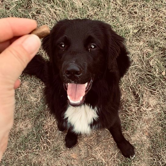 Australian Retriever © Nicole Preiser Hund,Fleischfresser,Hunderasse,Leber,Begleithund,Arbeitstier,Pflanze,Gras,Schnauze,Jagdhund,