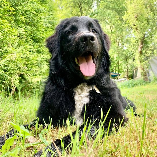 Australian Retriever © Nicole Preiser Hund,Pflanze,Fleischfresser,Baum,Hunderasse,Gras,Begleithund,Landtier,Sportliche Gruppe,Arbeitstier,