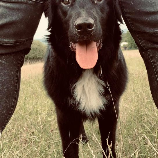 Australian Retriever © Nicole Preiser Hund,Hunderasse,Fleischfresser,Begleithund,Gras,Leber,Schnauze,Arbeitstier,Sportliche Gruppe,Canidae,